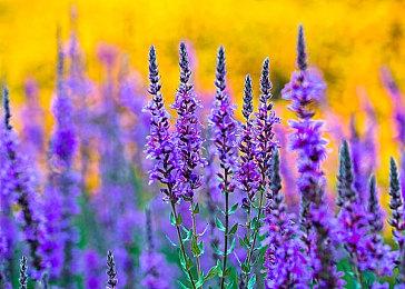 《守望先锋：归来》新英雄免费获取 需通过通行证解锁